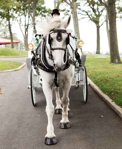 Horse Drawn Wedding Carriage Horse